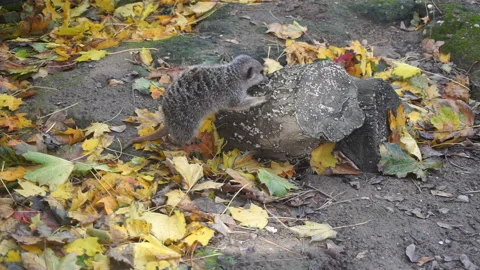 Meerkat playing Video stock 146715661