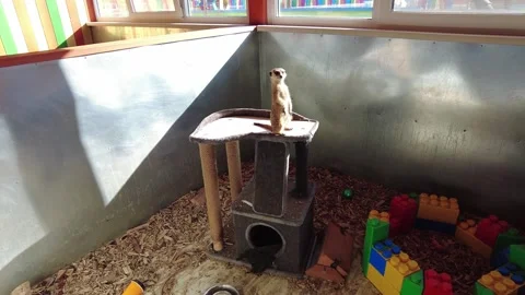 Meerkat plays on climbing structure in indoor zoo setting with toys and blocks Stock-Footage 332567595