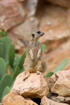 Meerkat portrait Stock Photos