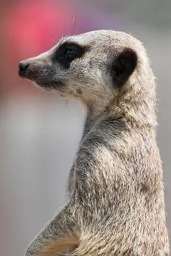 Meerkat portrait Stock Photos