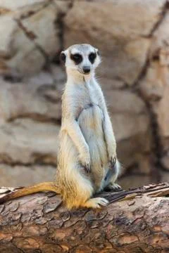 Meerkat posing on a log Stock Photos