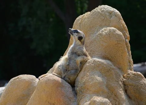 Meerkat posing Stock Photos