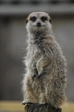 Meerkat posing Stock Photos