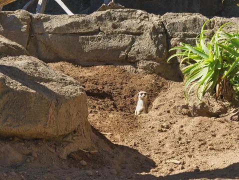 Meerkat protecting his den Stock Photos