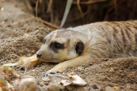Meerkat in relax Stock Photos