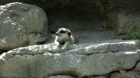 Meerkat relaxing on rocks Video stock 20484248