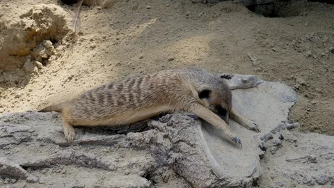 The meerkat is resting on the rock Stock Footage 115552325