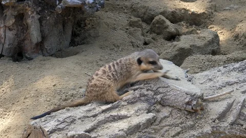 The meerkat is resting on the rock Stock Footage 115552552
