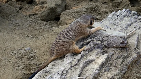 The meerkat is resting on the rock Stock Footage 115553073