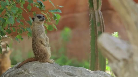 Meerkat On a Rock Stock Footage 65785656