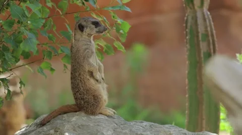 Meerkat On a Rock Stock Footage 65786124