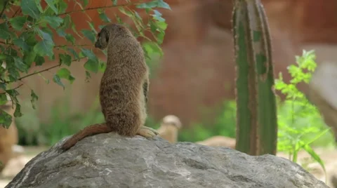 Meerkat On a Rock Stock Footage 65786161