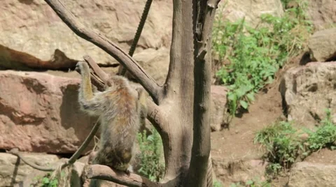 Meerkat On a Rock Stock Footage 65786211