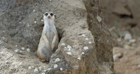 Meerkat on the rock Stock Footage 114364316