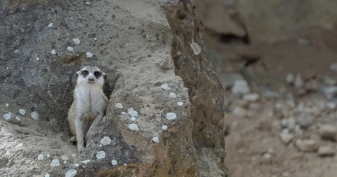 Meerkat on the rock Stock Footage 114365067