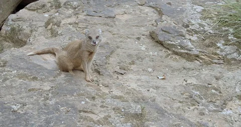 Meerkat on the rock 動画素材 114424883