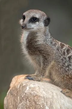 Meerkat on Rock Stock Photos