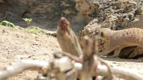 Meerkat Running Stock Footage 65785758