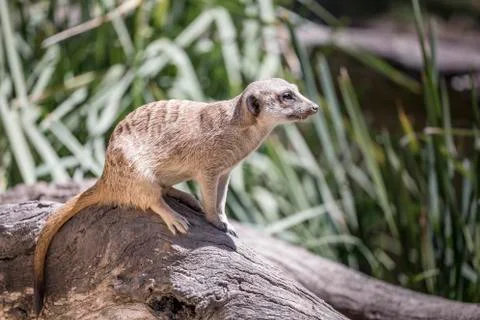 Meerkat sat on tree Stockfoto's