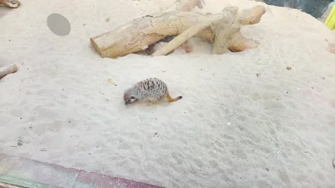 Meerkat Scratching Around in the Sand Stock Footage 263972034