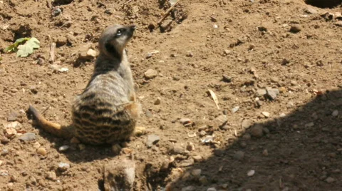Meerkat sentry Video stock 861308