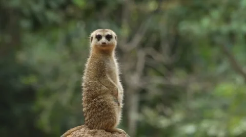 Meerkat sentry 스톡 동영상 997636