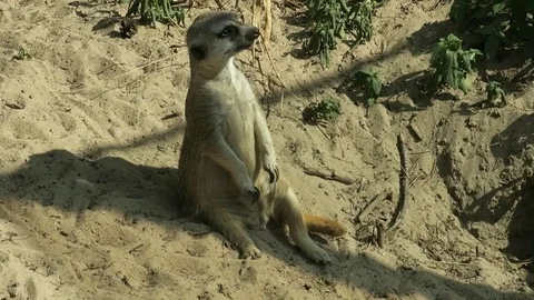 A meerkat sits in the sand Stock Footage 105840530