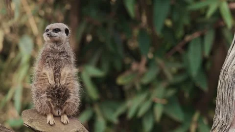 Meerkat sitting and walking, cute animal, face close-up Stock-Footage 289534764