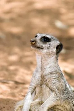 A meerkat sitting down Stock Photos