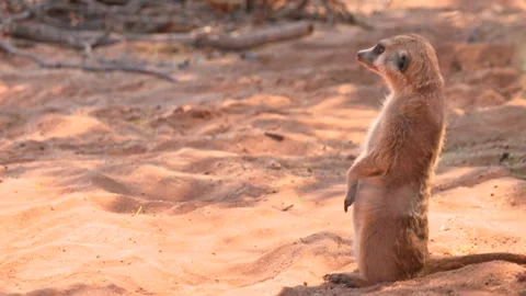 Meerkat sitting on the ground Stock Footage 298207817