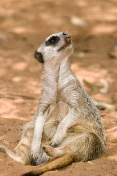 Meerkat sitting Stock Photos