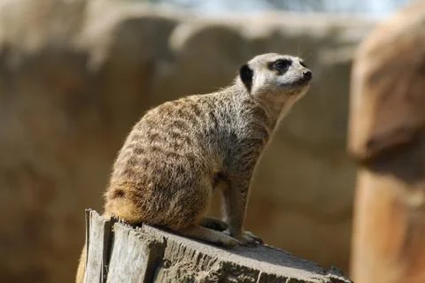 Meerkat SItting Stock Photos