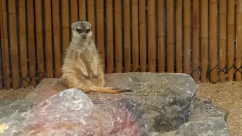 A meerkat sitting on a rock! Video stock 231478631