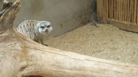 A meerkat sitting in a tree! Video stock 231478612