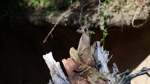 Meerkat sitting on tree stump looking around Stock Footage 345255466