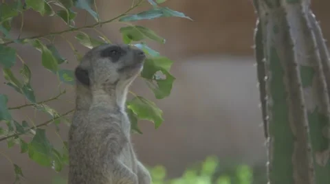 Meerkat in Slow Motion Stock Footage 65938250