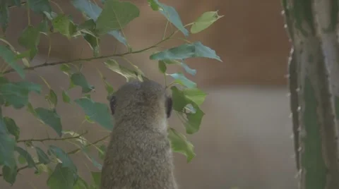 Meerkat in Slow Motion Stock Footage 65938540