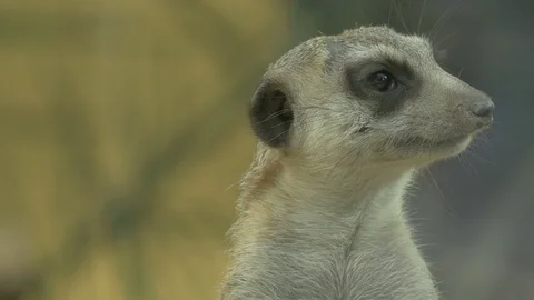 Meerkat sniffing Stock Footage 87881734