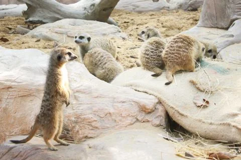 Meerkat Stand guard Foto stock