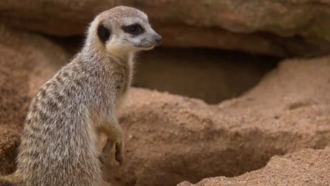 Meerkat Standing Alert and Digging in Sandy Burrow 動画素材 341642525