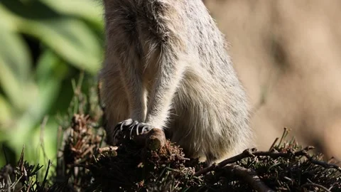 Meerkat Standing on Alert 库存影片 301505818