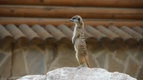 Meerkat standing in alert position Stock Footage 11164697