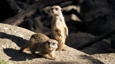 Meerkat standing in alert position. slow motion Stock-Footage 32324747