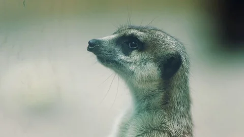 Meerkat standing and keep watching for hunter Video stock 79686617