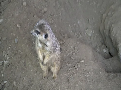 A meerkat standing and looking around Stock Footage 82842460