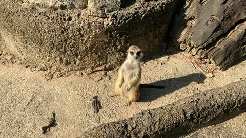 Meerkat standing and looking  in open zoo Stock Footage 251268141