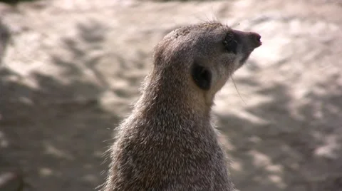 Meerkat standing erect close up Stock Footage 28231345