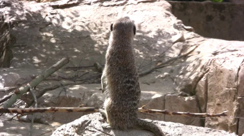 Meerkat standing erect Stock Footage 28231900