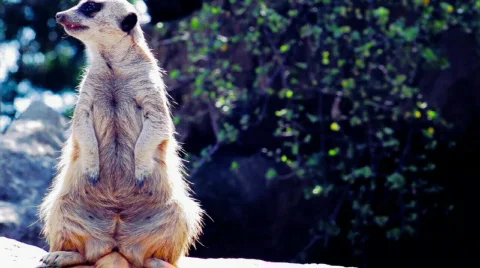 Meerkat standing Stock Footage 669904