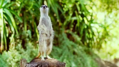 A meerkat standing in front of the camera Stock Photos